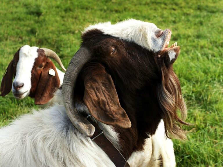 Woman Fined A He-Goat By Clan For Beating Up Her Father-In ...