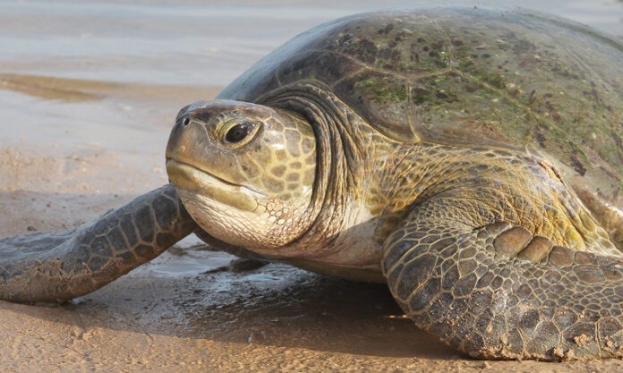 7 Dead, 24 Others Hospitalized After Consuming Poisoned Turtle Meat ...