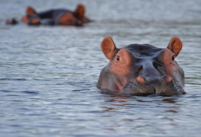 woman mistaken for a hippo