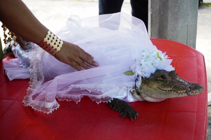 crocodile bride